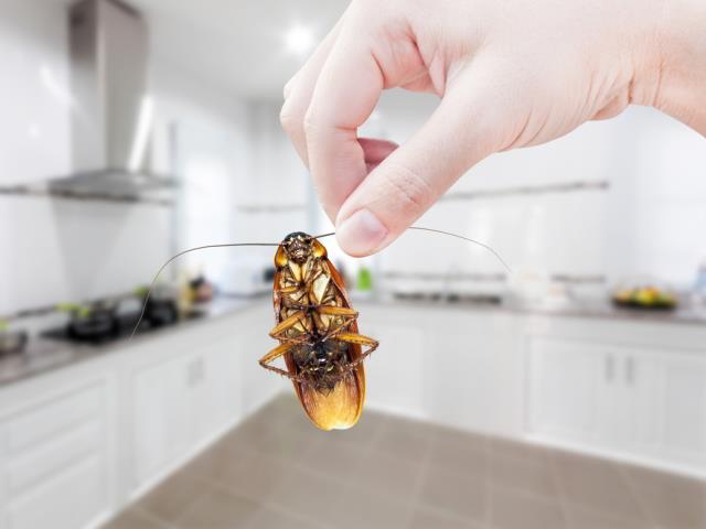 Does Organic Pest Control Work?