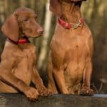 Using Precision Dog Crates