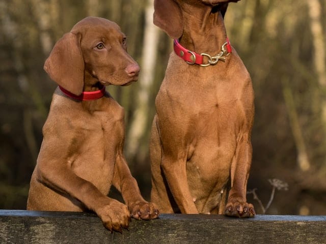 Using Precision Dog Crates