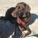 Tips on Dog Safety