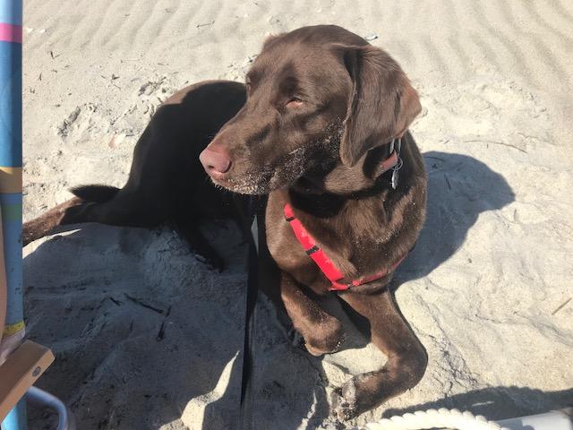 Tips on Dog Safety